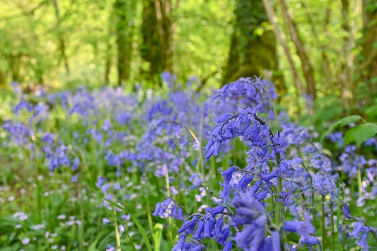 Wray Valley Moretonhampstead Bagian luar foto