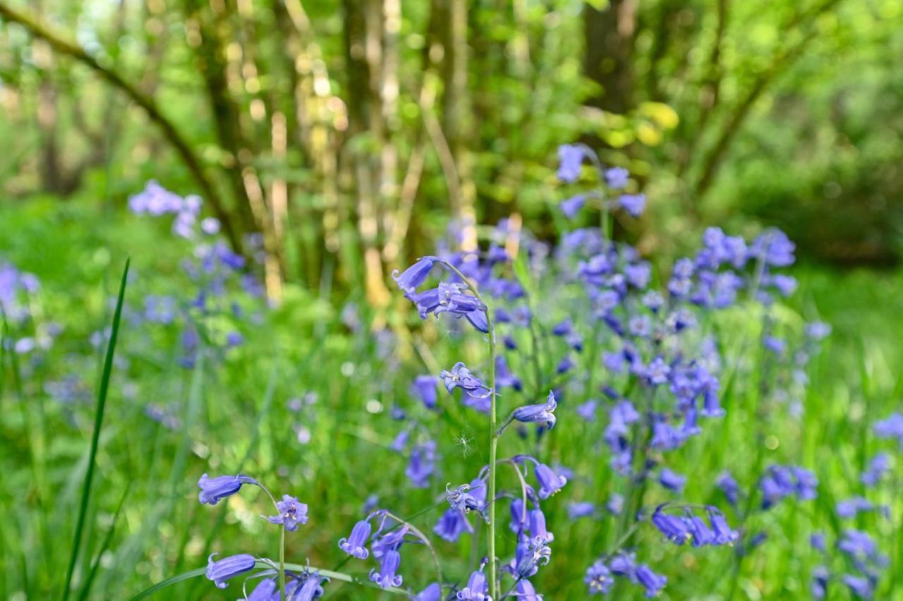 Wray Valley Moretonhampstead Bagian luar foto